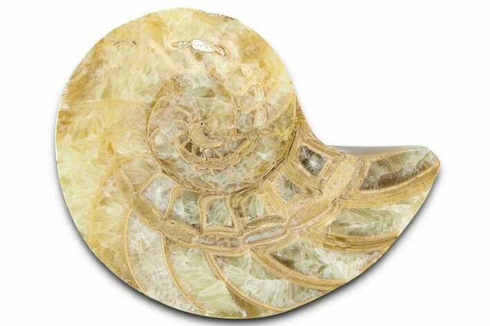 Cut & Polished Jurassic Nautilus Fossil (Half) - Madagascar #365524